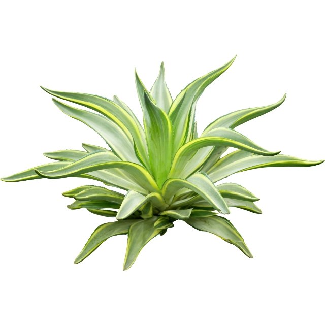 agave