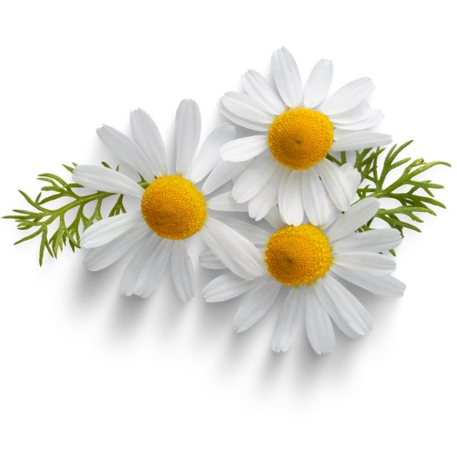 chamomile