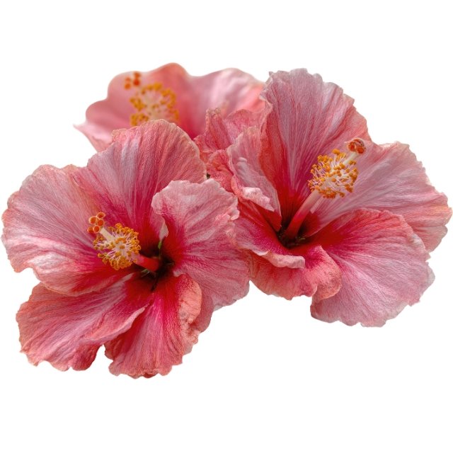 hibiscus